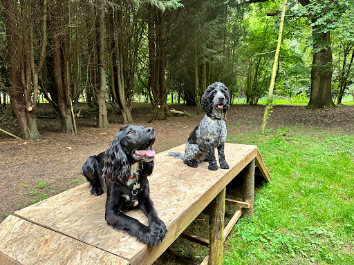 Ross & Friends Dog Experience - Thumbnail