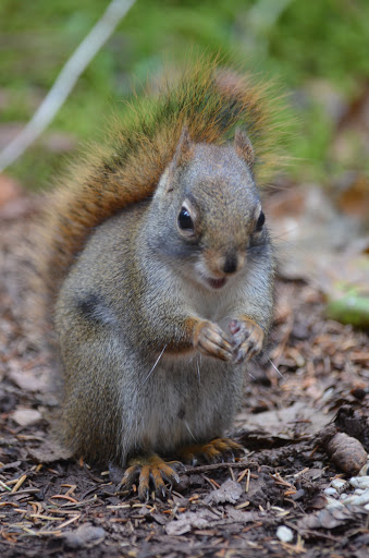 Chignecto National Wildlife Area - Thumbnail