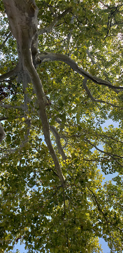 Luciano Park - Thumbnail