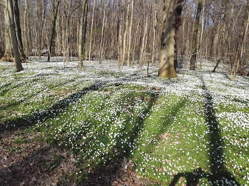 Blomsterhaven i Boller slotspark, Author: Gabriel Calbau