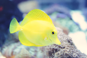 Photo n°21 de Neoquarium à Castagniers (Aquarium)