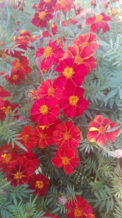 Photos of Afarinesh Park