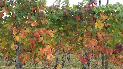 Azienda Vitivinicola Ca Trifolera