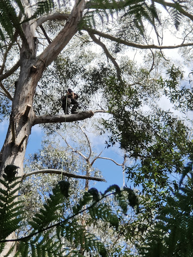 Arborimage Tree Services - Visual