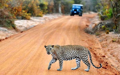 Photos of Sri Lankan Best Travel and Tours