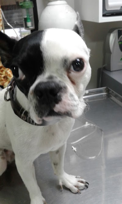 Photos of Veterinaria Bocca de Cannes