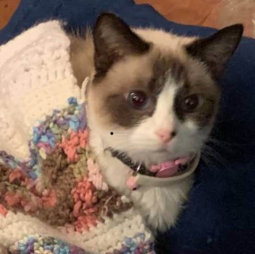 Pets Need Homes