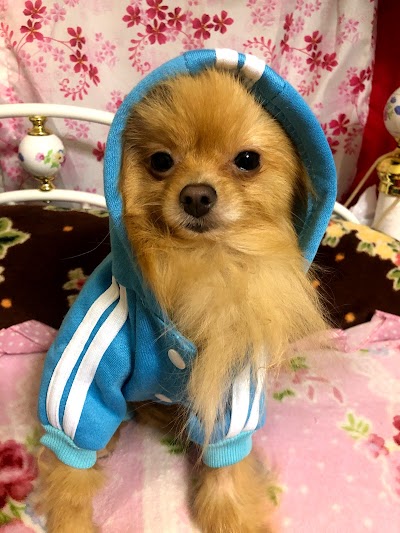 Ｌｏｕｎｇｅ ナナ