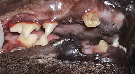 Animal Love Pet Dental