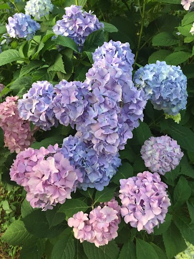 Hydrangea Cottage