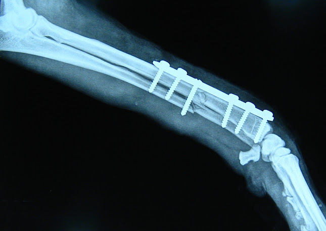 "Ветеринарна клиника - Авицена“ - Ветеринарна болница