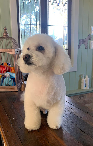 WAGS wash & groom service - Thumbnail
