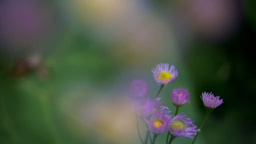 Sarah Ninnemann Art & Photography LLC