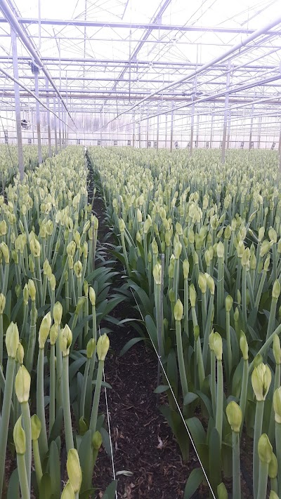 Amaryllis Kwekerij de 4 Musketiers