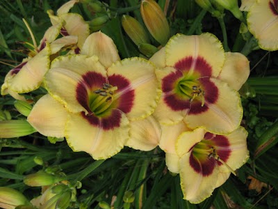 New Every Morning Daylily Gardens