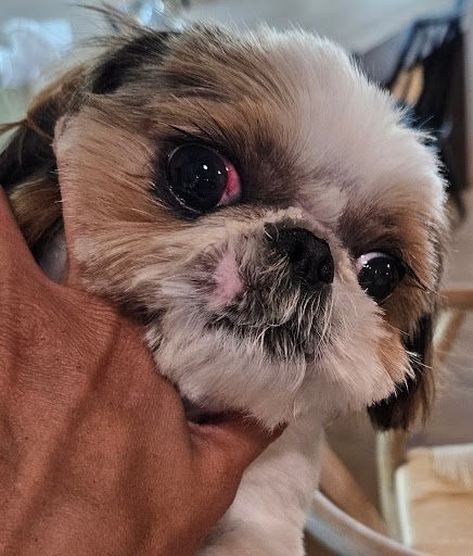Pawsh - Thumbnail