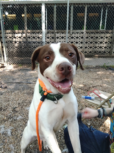 Animal Adoption Center - Thumbnail