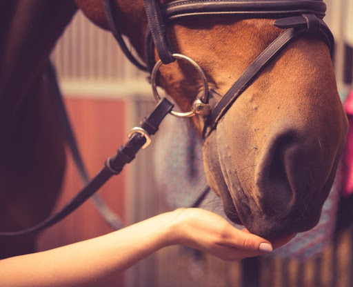 SHIATSU ANIMALIER : Chevaux, poneys... - Thumbnail