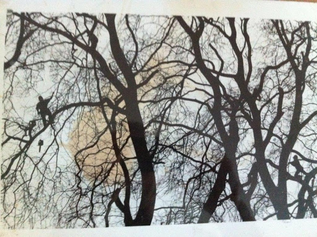 Trees Understood