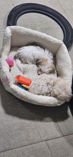 Smart Puppies For Sale, Inc. - Thumbnail