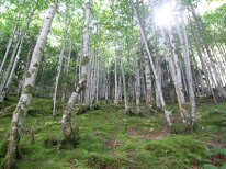 Mathieu DYBEK - exploitant forestier à Seix