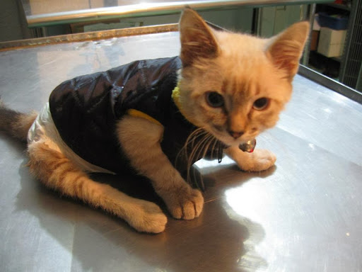 La Vete Cliníca & SPA Veterinarios - Thumbnail