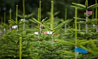 Forest Fresh Ltd