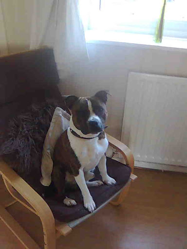 Stonebanks Canine Trust