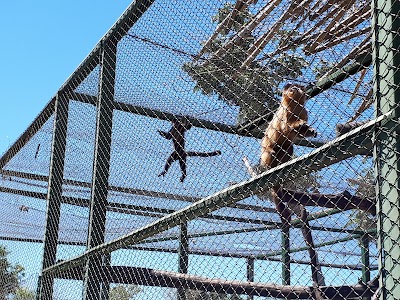 Photos of El Puma