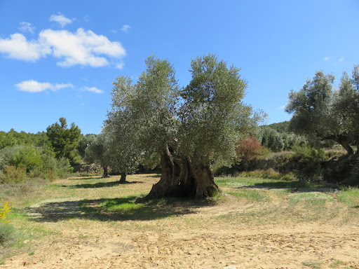 Olivera Milenaria de Cervera - Thumbnail