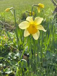 Photo n°9 de Transports Du Sillon. TDS-44 à La Chapelle-Launay (Société de transport routier)