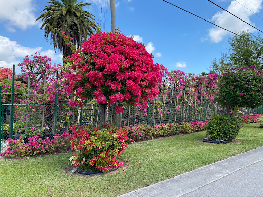 Bougainvilleas.com Inc Gallery - United States