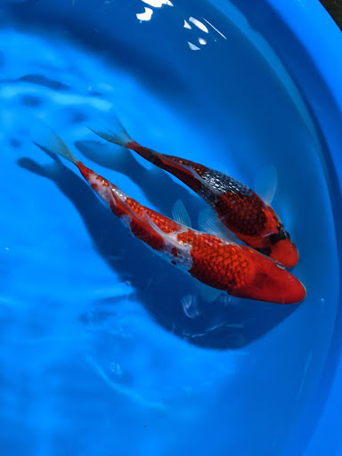 Uyeda Koi - Thumbnail