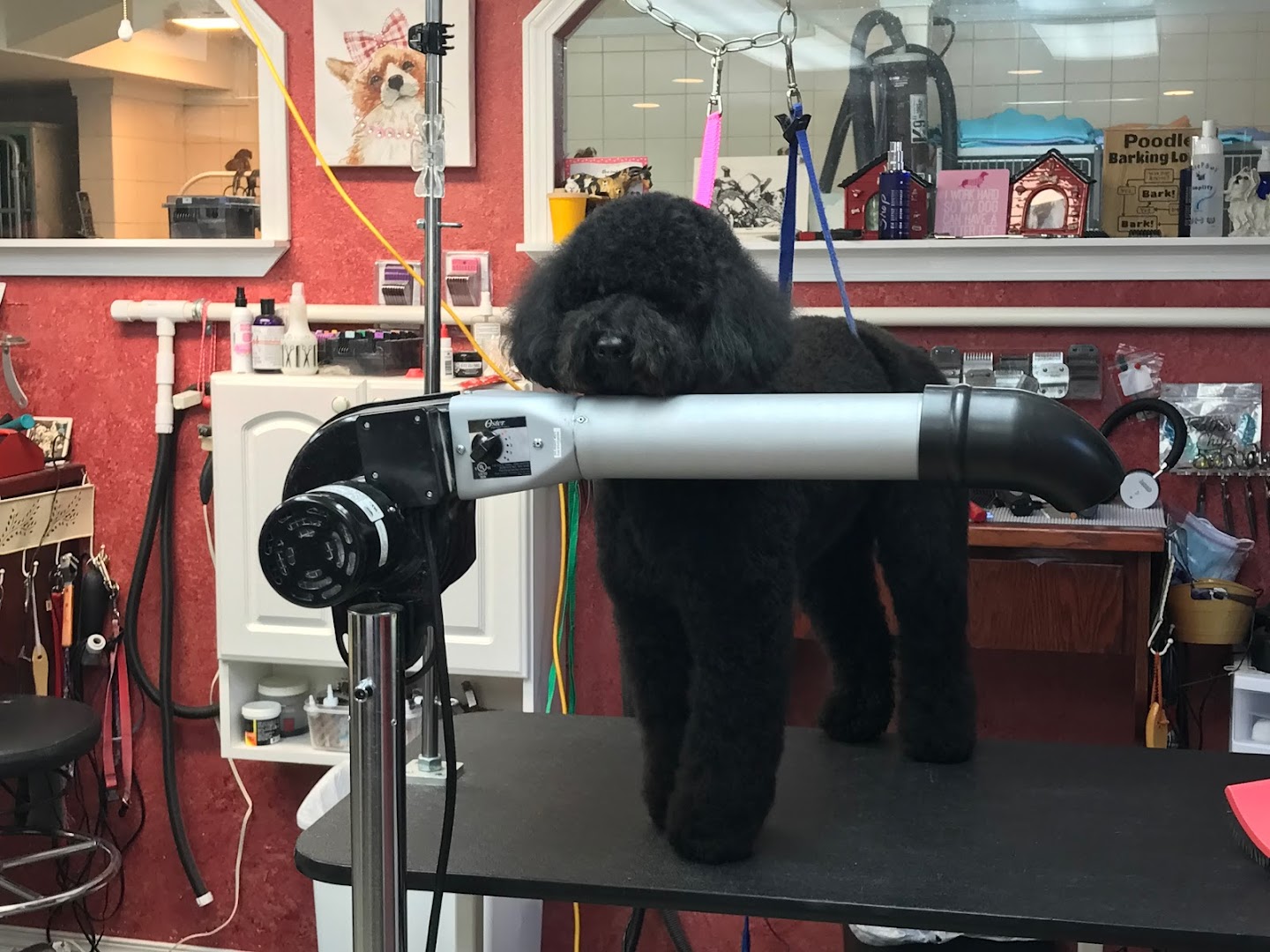 Clippers Grooming Salon