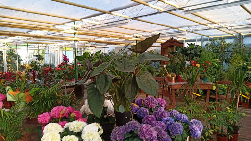 Espace fleurs NEILZ Végétalerie, Vendôme - Thumbnail