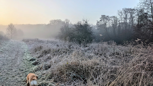 Scarning Fen - Visual