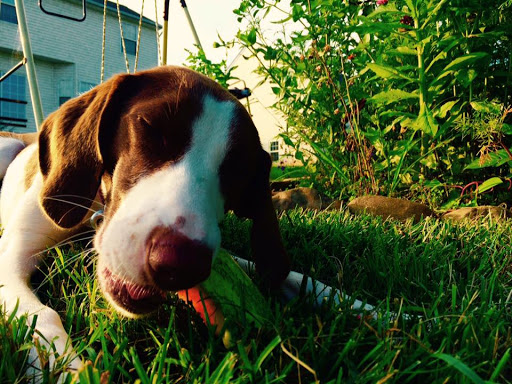 Animals First Holistic Veterinary Services - Dr. Lori Blankenship - Thumbnail