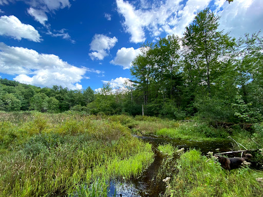 Miriam Hunt Memorial Forest - Thumbnail