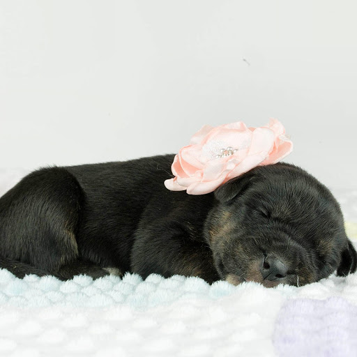 Carolina Pets Animal Hospital - Thumbnail