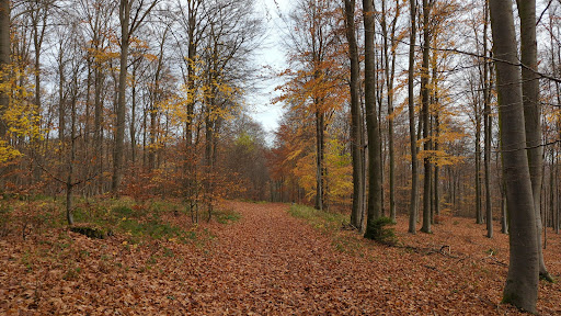 Weidenbachtal mit Nebenbächen bis zum Rurseeufer - Thumbnail