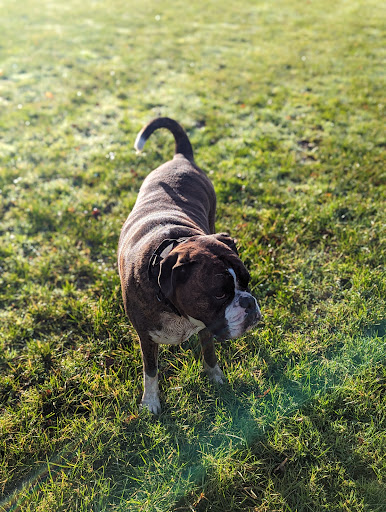 Paw Paddock - Moundsmere Gallery - United Kingdom