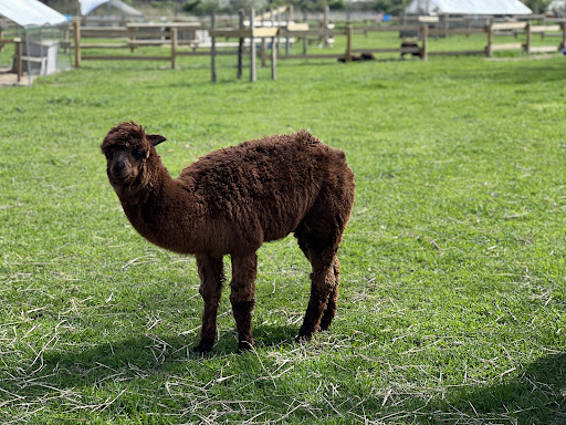 GAEC AnimÉcow Ferme pédagogique