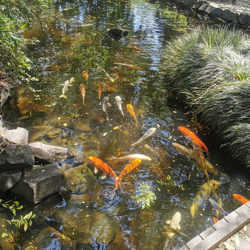 Japanese Garden and Tea House at Campbelltown Arts Centre - Thumbnail