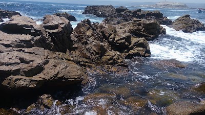 Photos of Reserva Nacional Parque El Canelo