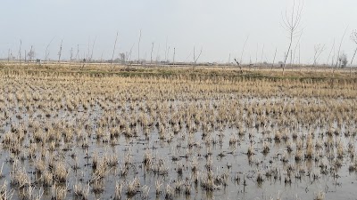 photo of Kenar wetland