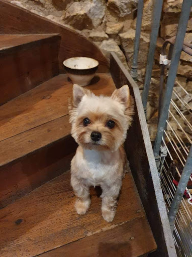 Peluche - Visual