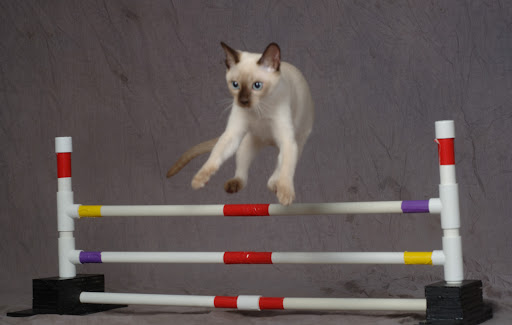 Super Pet Expo - Edison (NJ) and Chantilly (VA) - Thumbnail