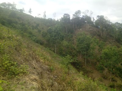 Photos of finca buenos aires