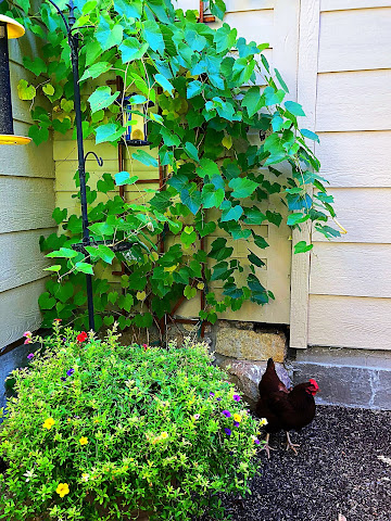 Hannon House by null