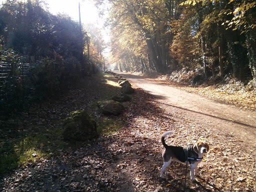 Chigny Woods
